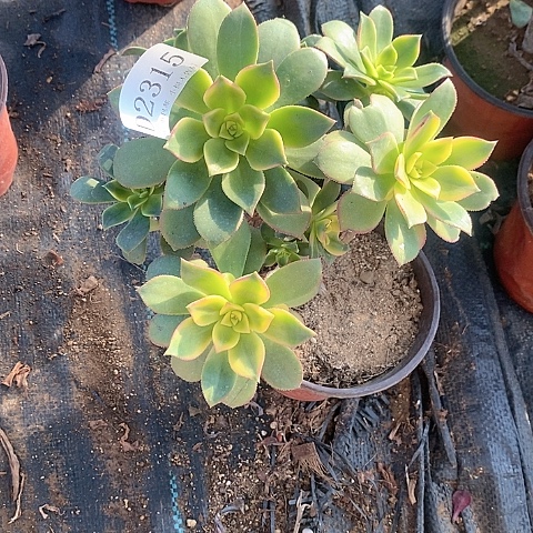 2315艳日辉多肉发货叶片有黑斑