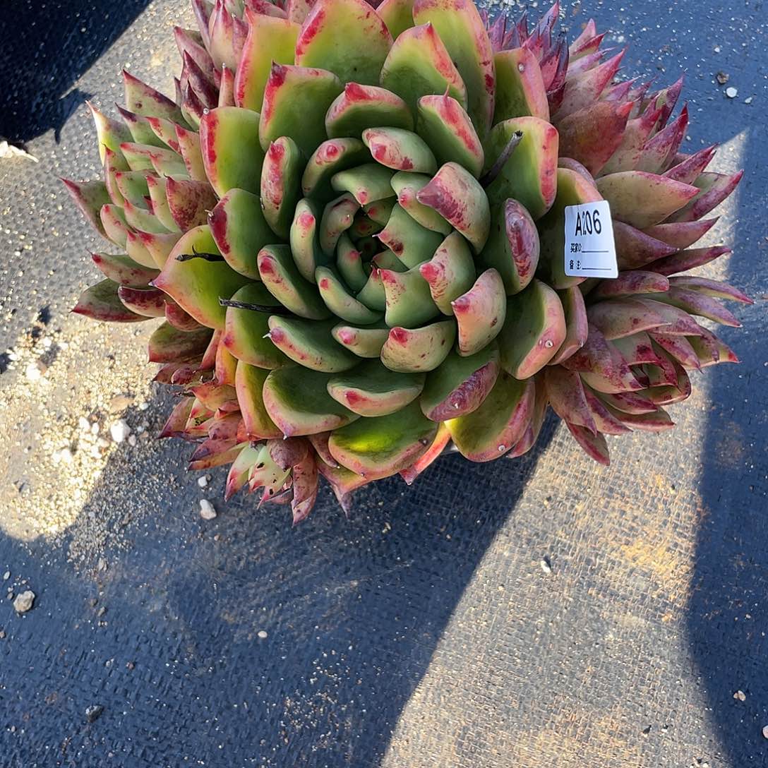 若如东云单拍A206