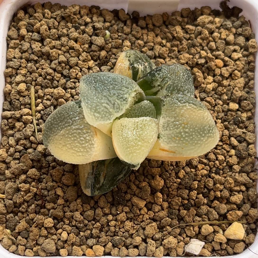 205冰钻锦福利专场