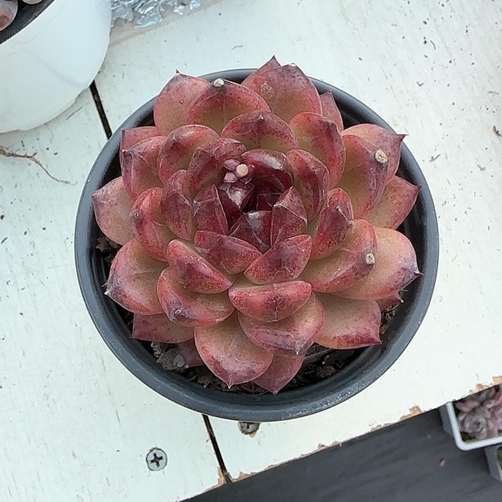 弥****云青蛙王子儿童牙膏111