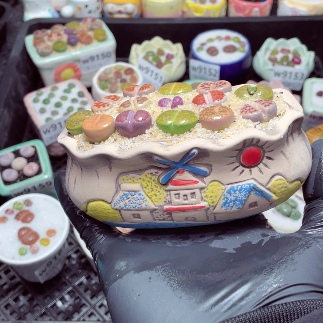 w9168--零下地区拍保温箱，-15度支持寄养