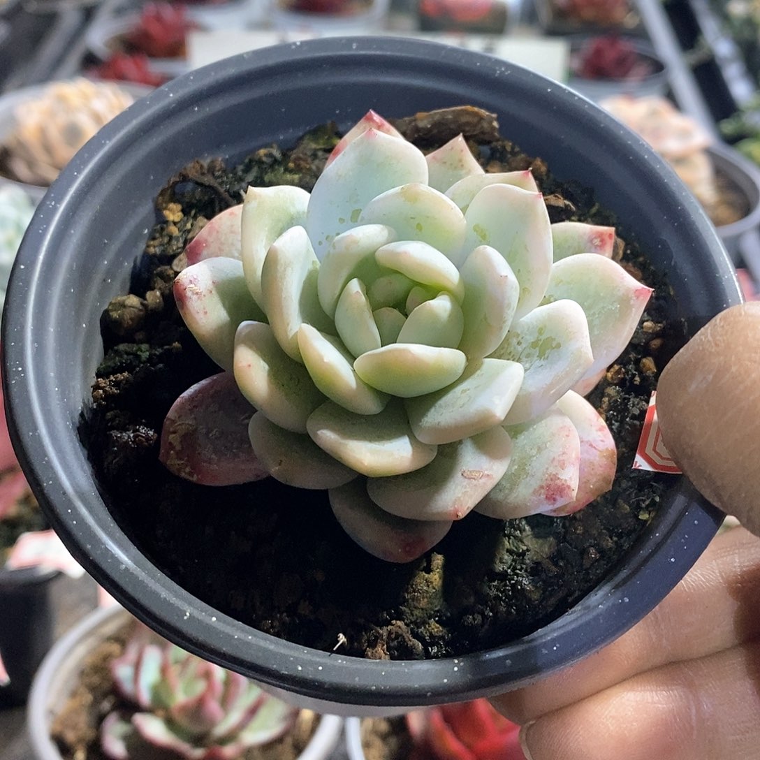 A863精美多肉橙子锦