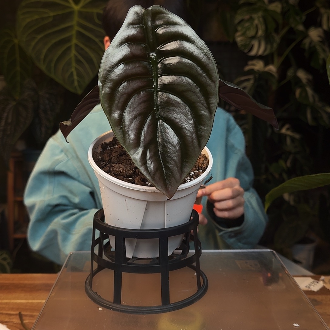 完全开放C79黑铜海芋