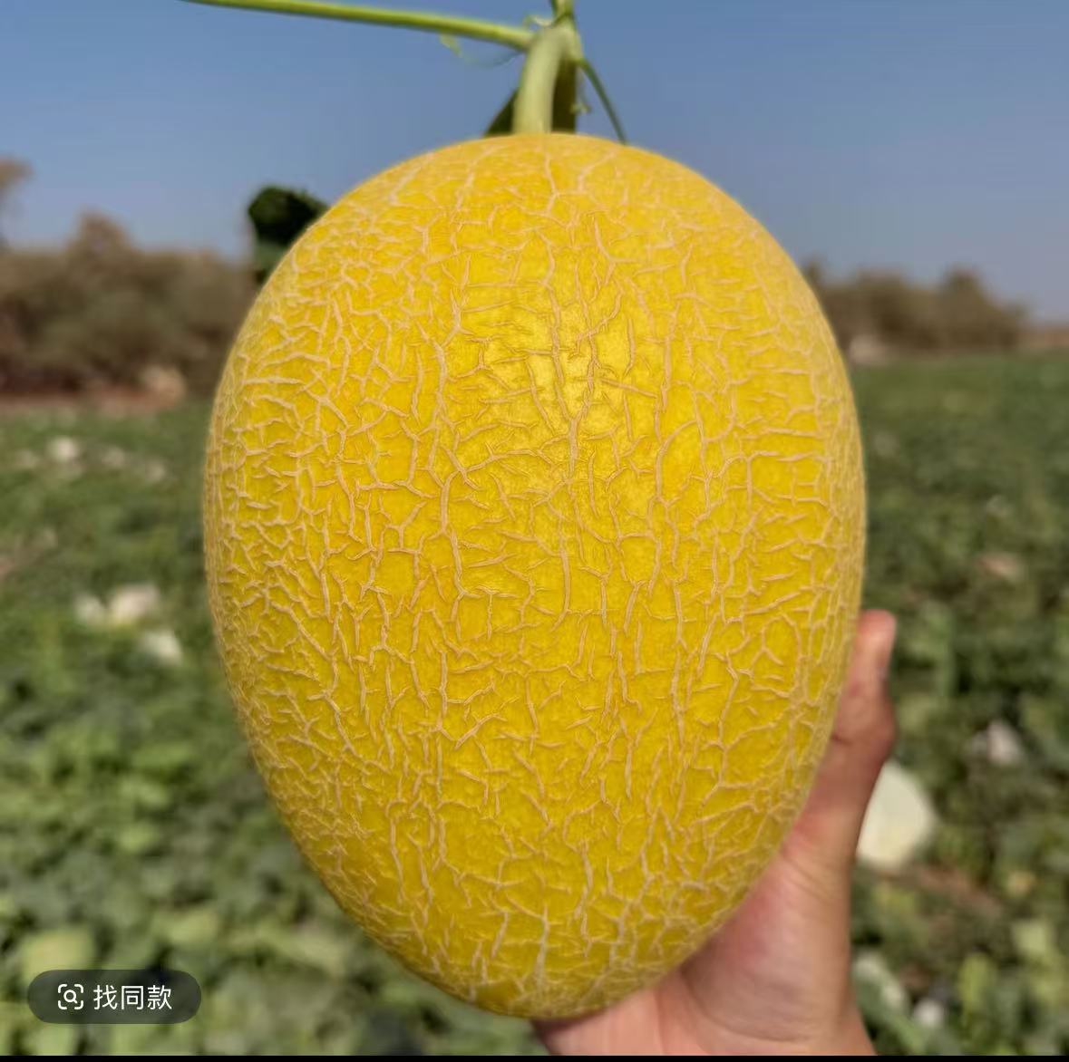 正宗头茬新疆吐鲁番火焰山哈密瓜金色年华哈密瓜脆甜多汁新鲜