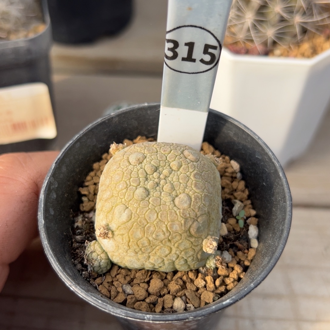 凝蹄玉多肉植物带盆土315