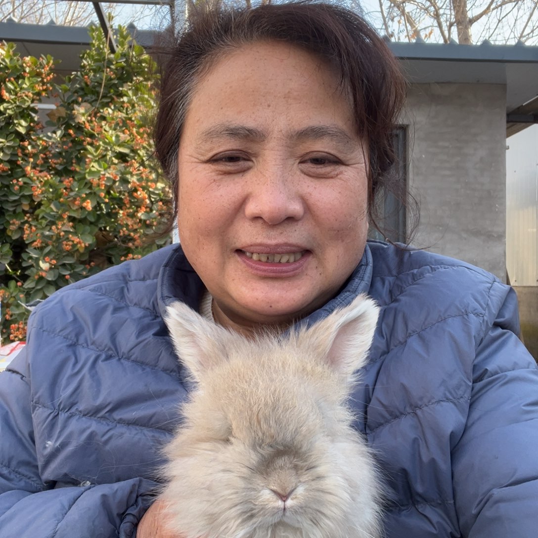 宠物兔英系安哥拉兔