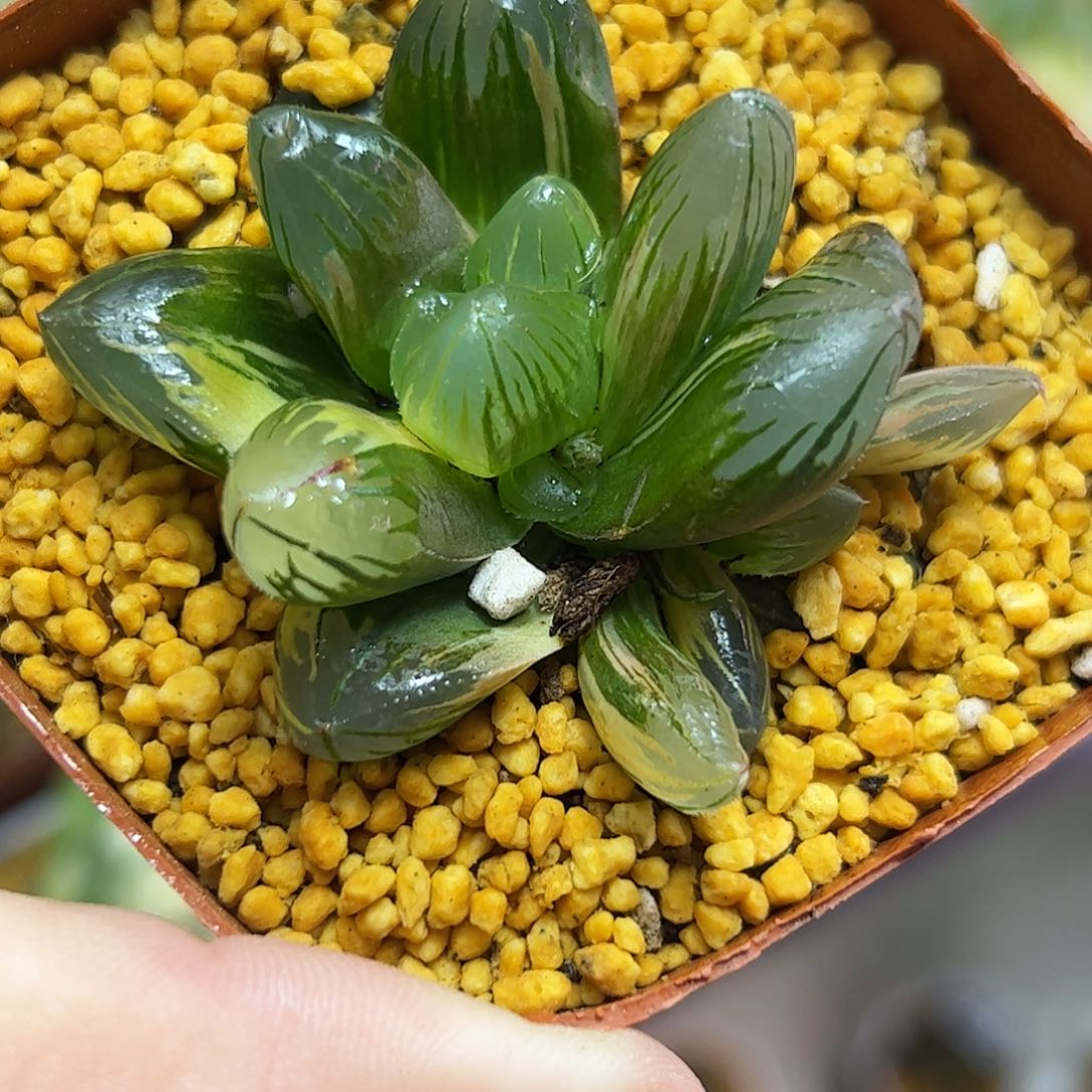 黑葡萄玉露锦十二卷多肉