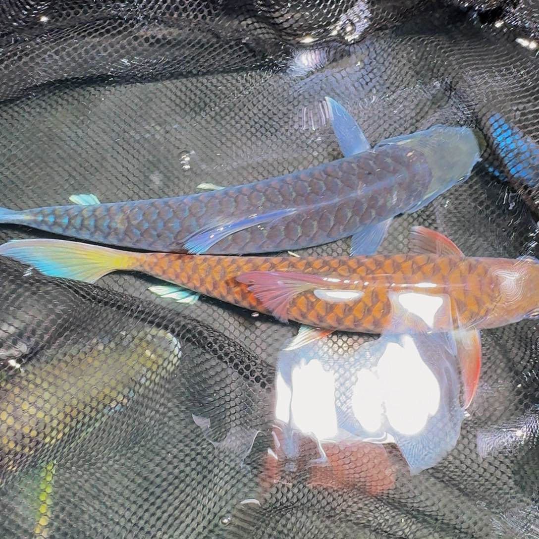 吉罗鱼异口巴拉23。25公分