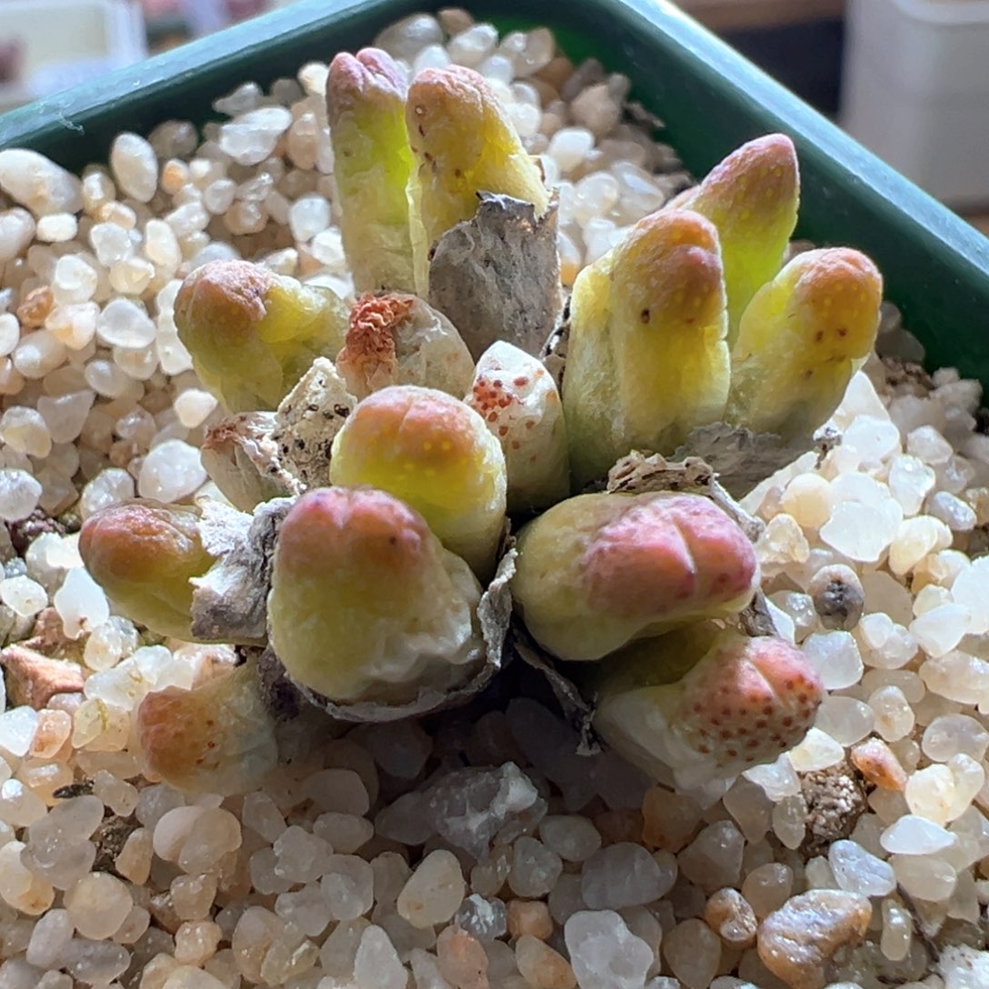 ?****397优选草莓斑马一群