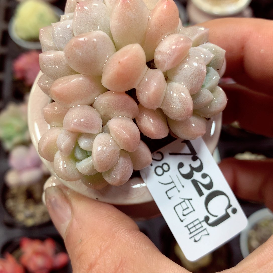 5厘米盆精控多肉732