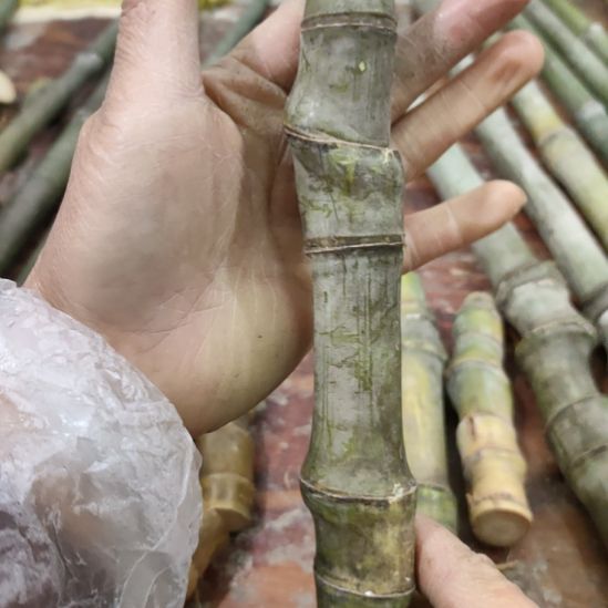 叶***子实心玉竹手把件金条料