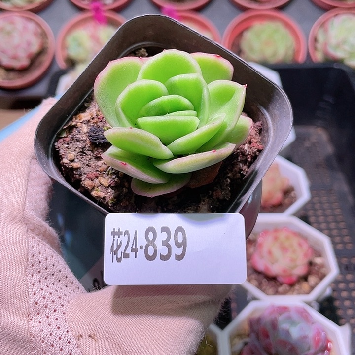 花利美24-839冰玫瑰