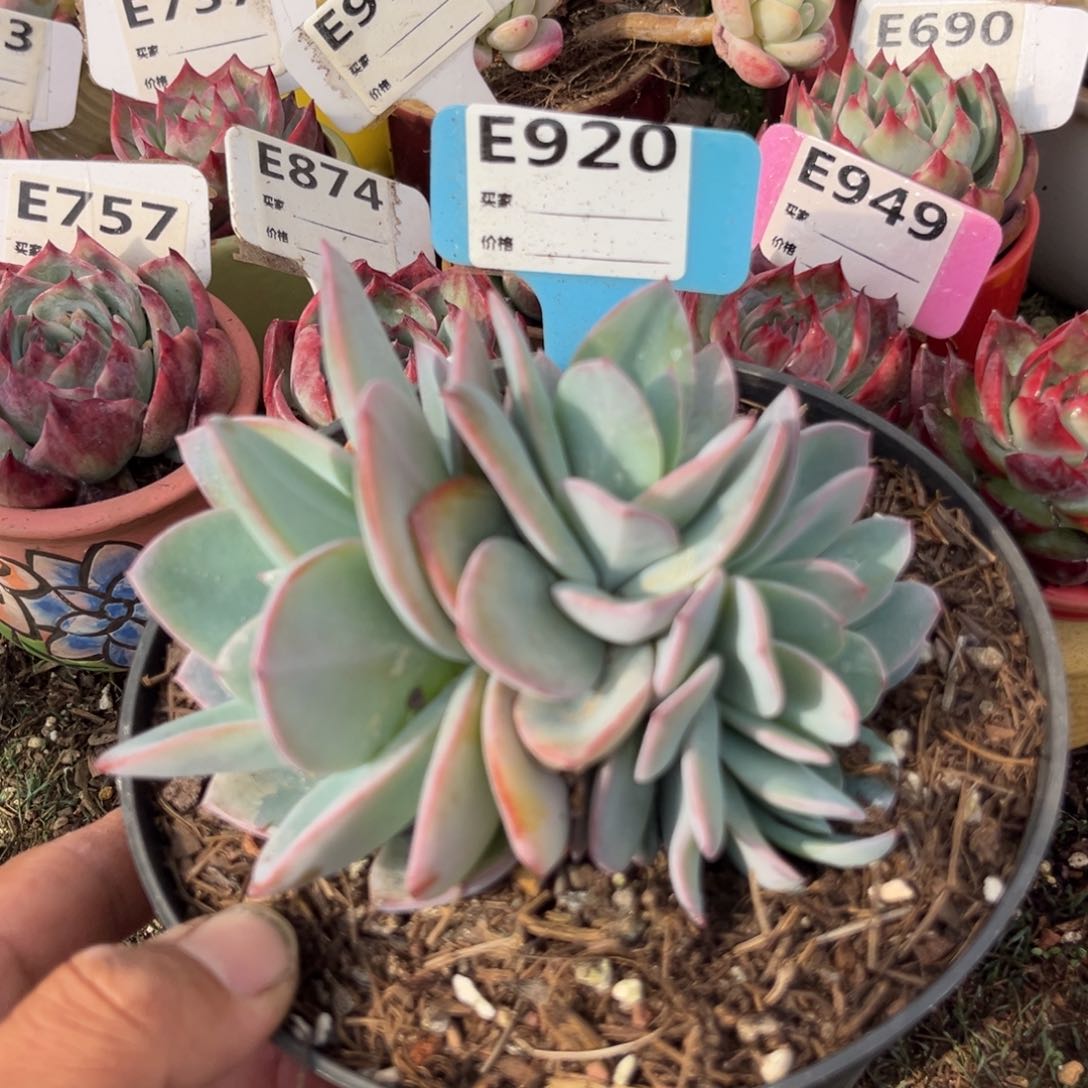 布鲁蓝多肉植物920