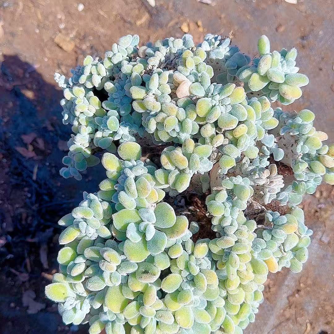 雪晃星缀化脱土 灵峰多肉净化空气