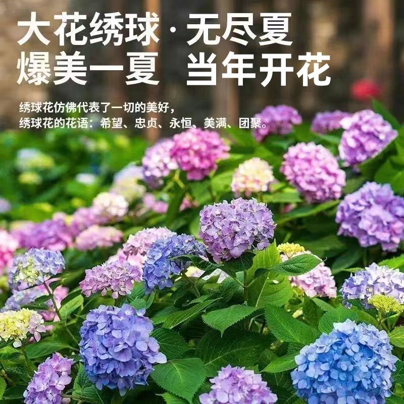 绣球花盆栽无尽夏原盆原土四季开花好养阳台室内庭院多色花卉盆栽