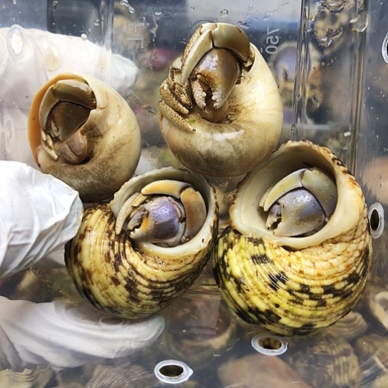 两只里拉，两只澳瓜