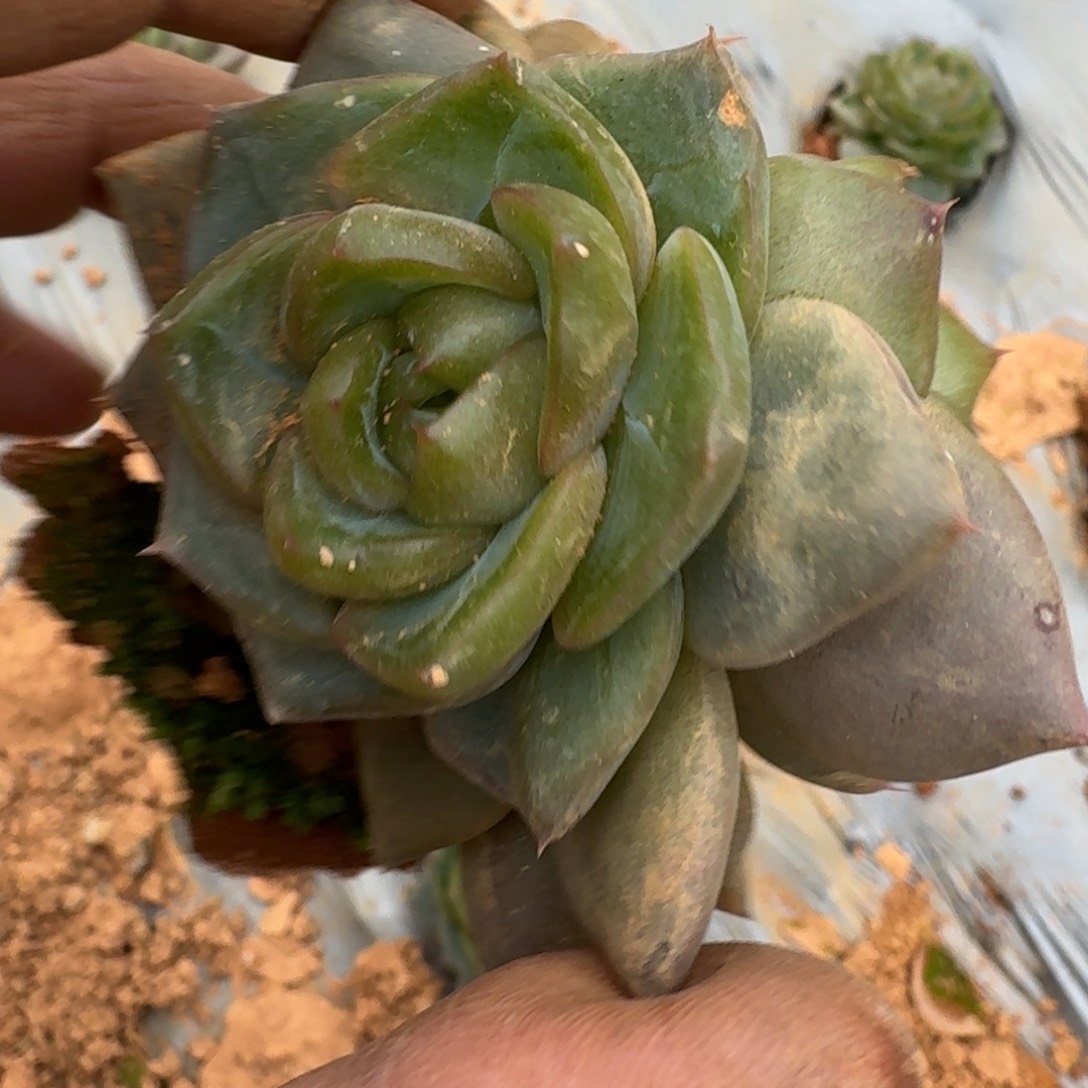 25-19翡翠珍妮双头一颗量拍