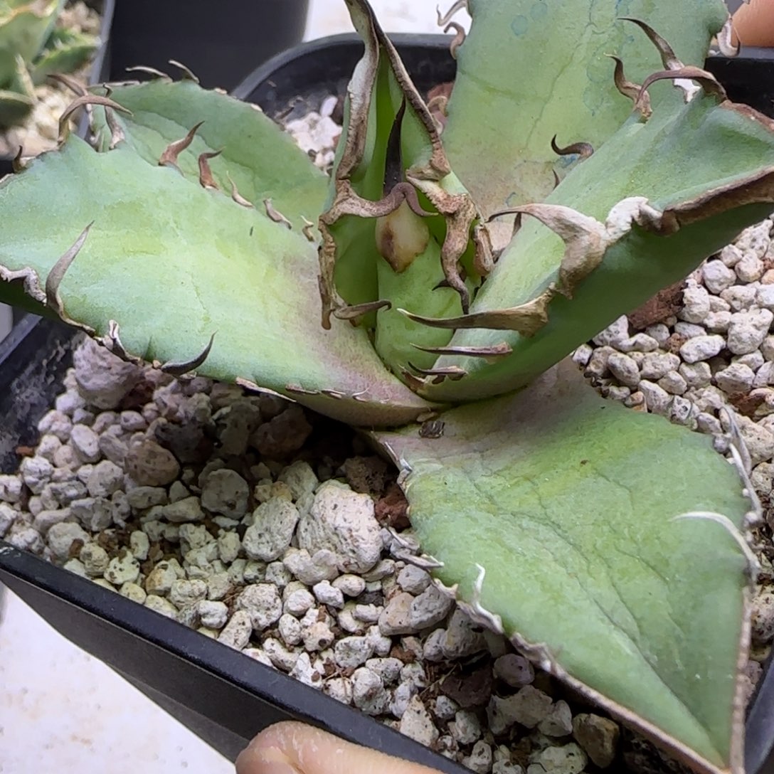 实生仁王冠龙舌兰14