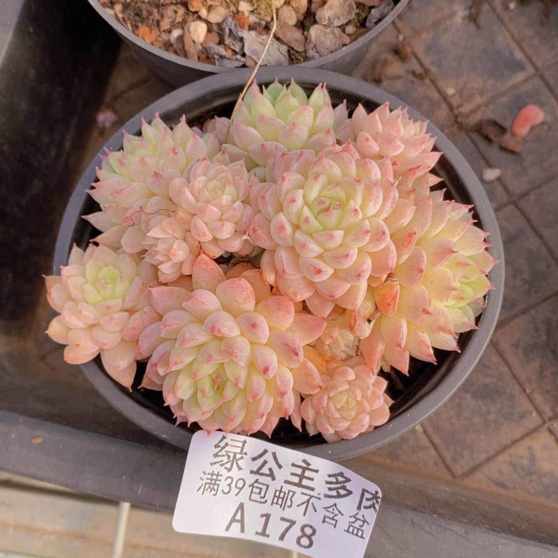羊脂球8cm178多肉植物