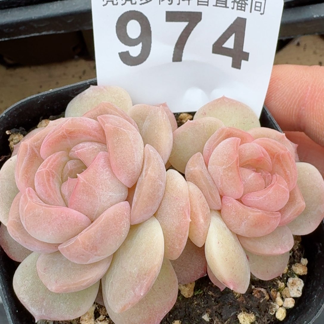草莓啵啵         精品多肉