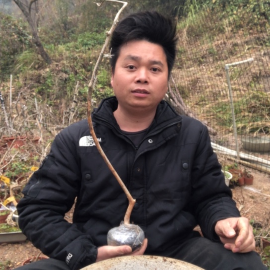 盆景素材盆栽绿植灵*@