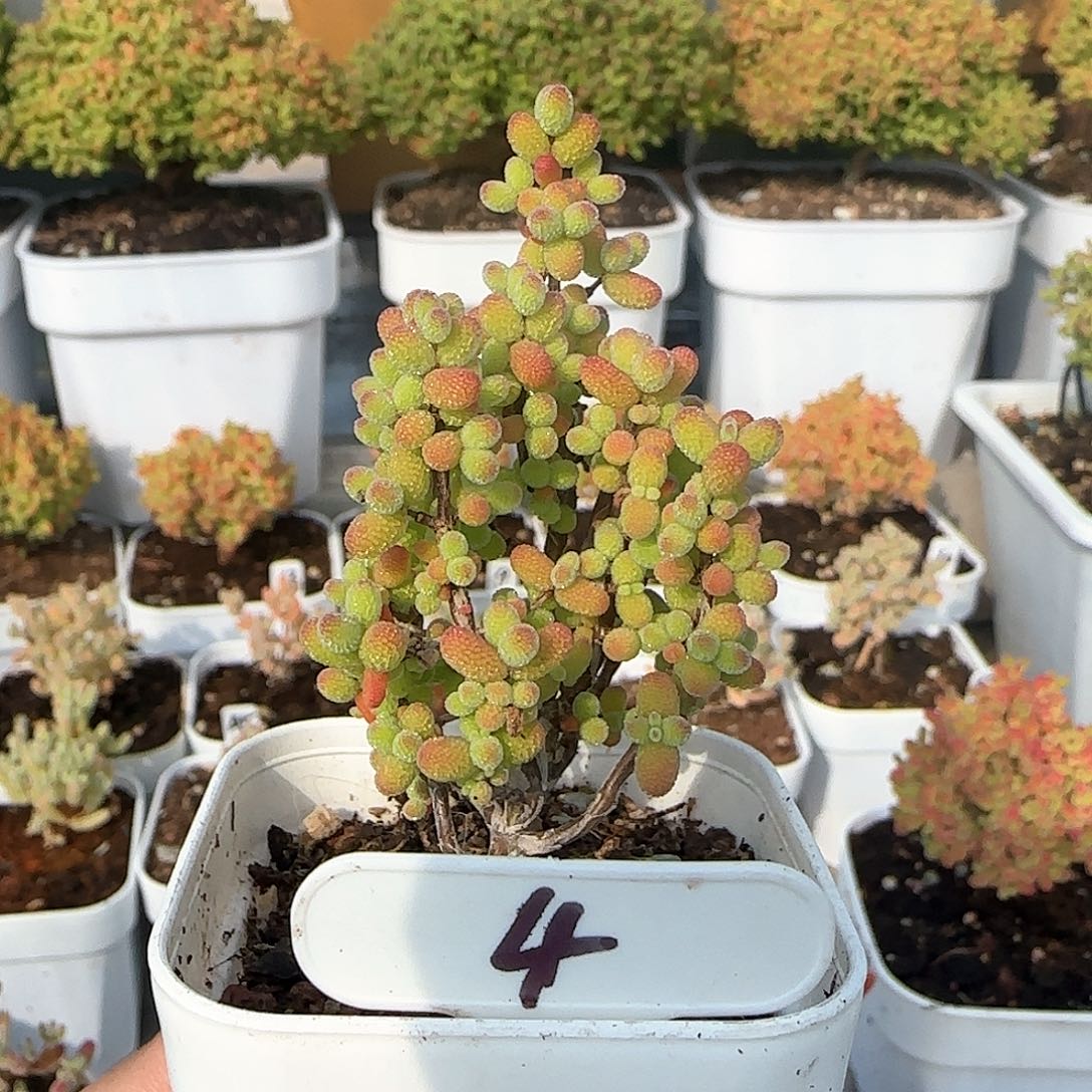 开播福利金桔糖球老桩