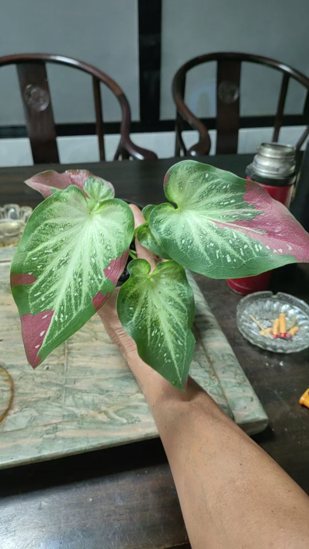 网红热值泰国彩叶芋绿植室内盆栽彩叶观叶类耐热多年生懒人植物