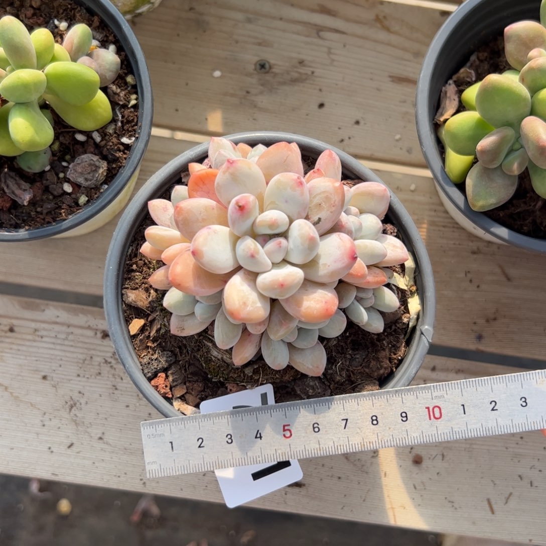 *****721 多肉植物组合盆栽