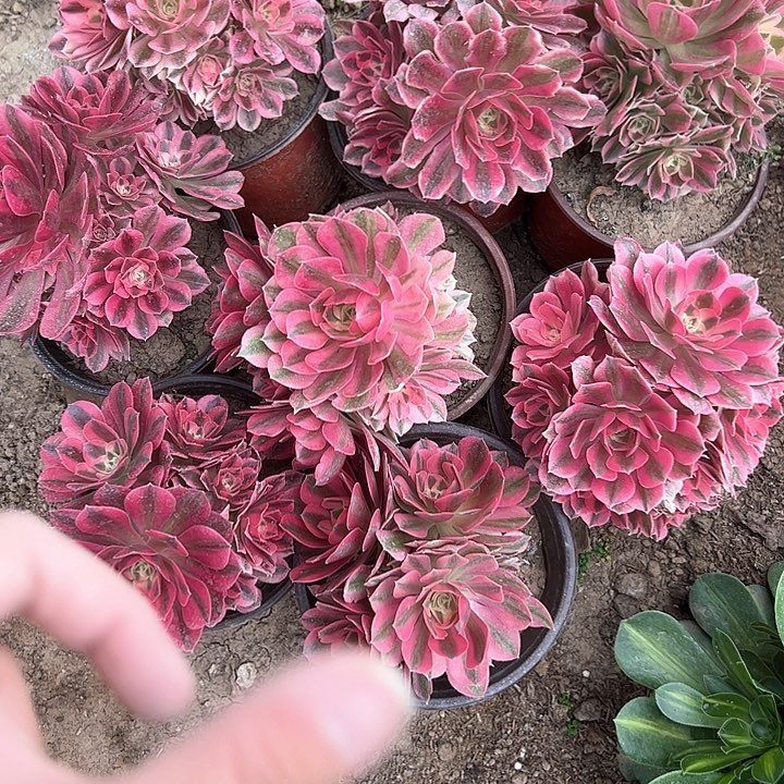 八颗粉女巫一物一拍