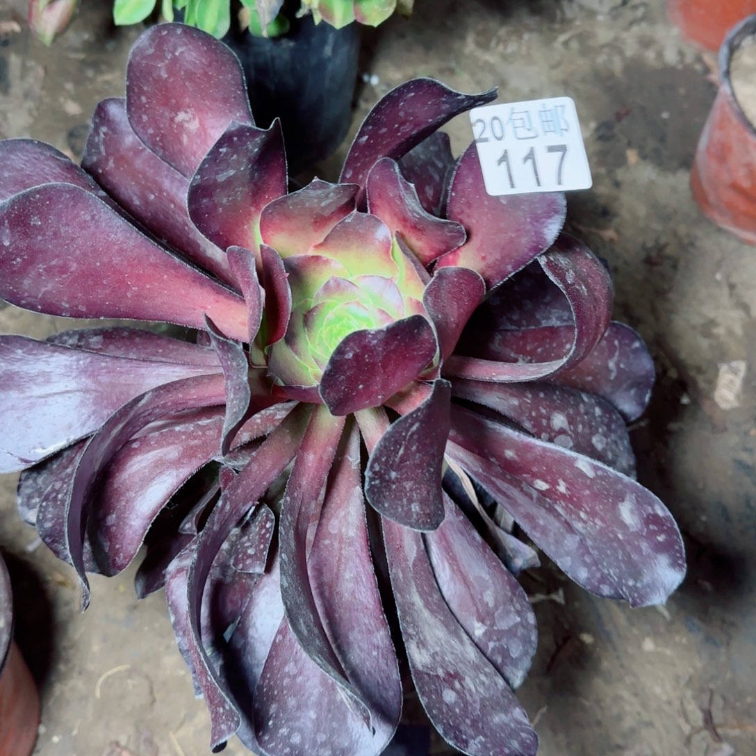 独眼巨人多肉117满20包邮断枝不包