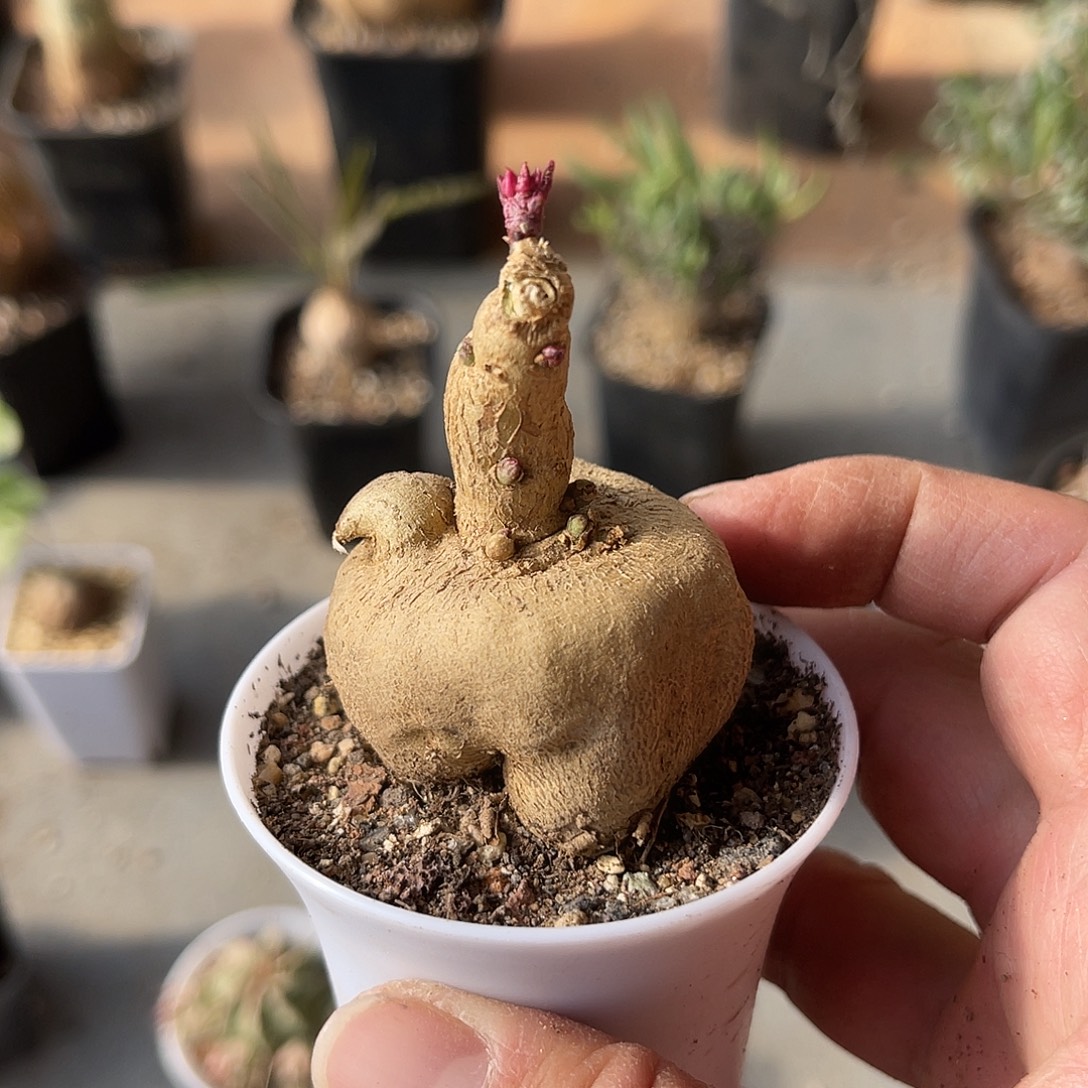 实生人参大戟块根一物一拍