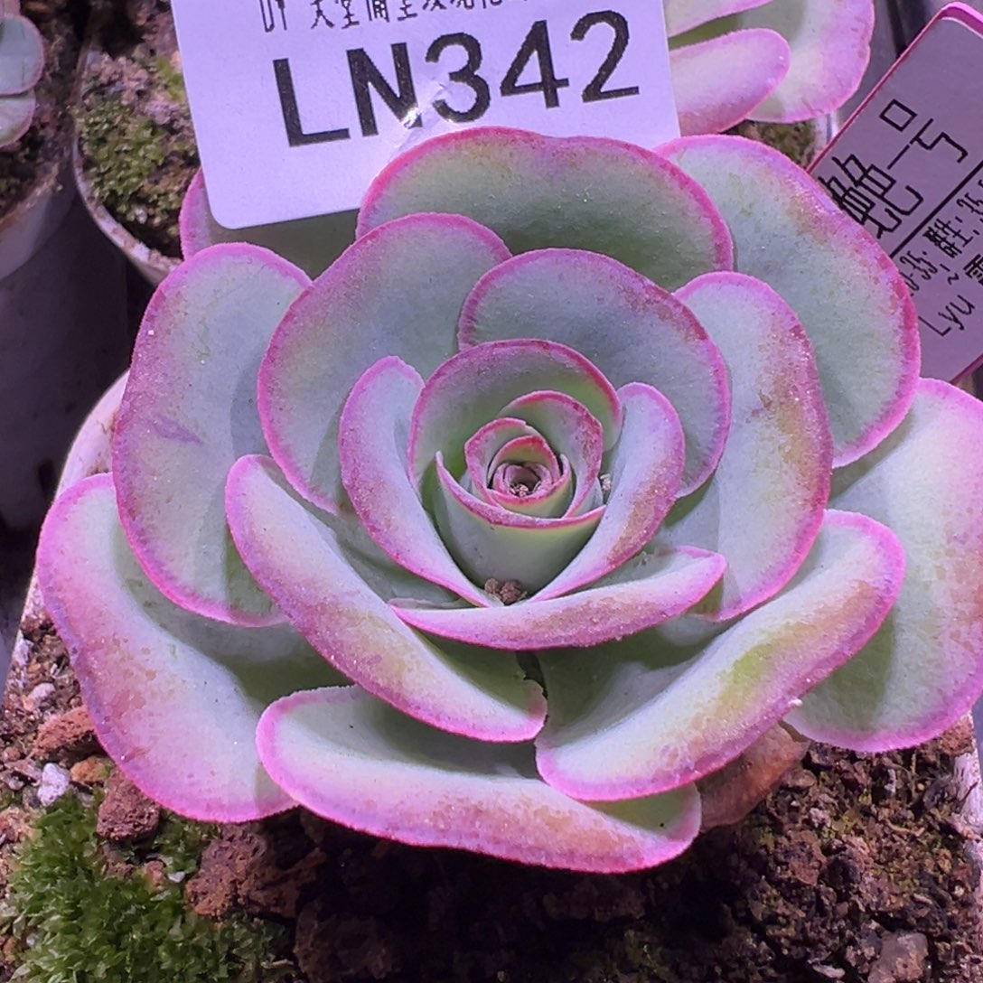 LN342至爱绝色一号