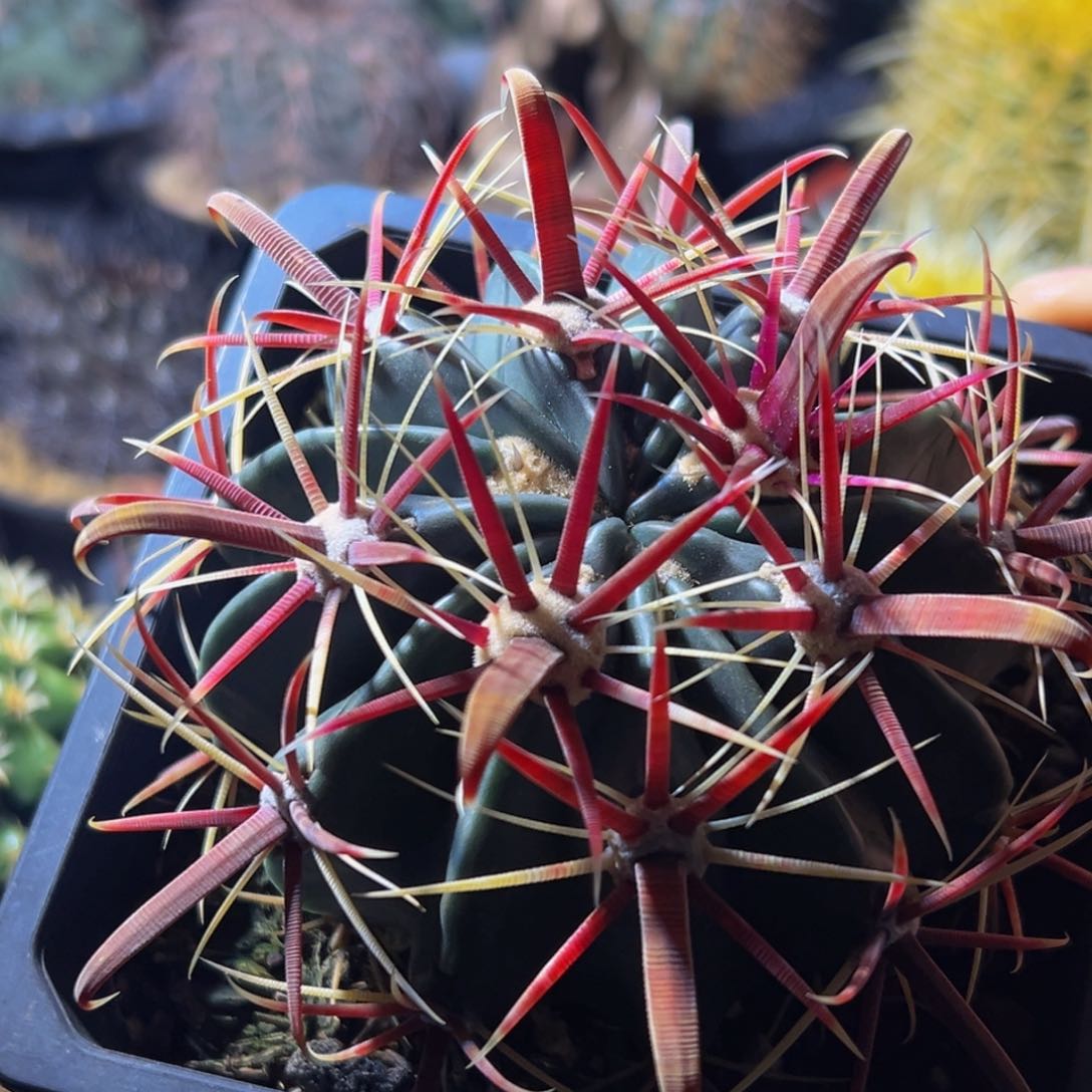 精品狂勾刺丸叶日出168