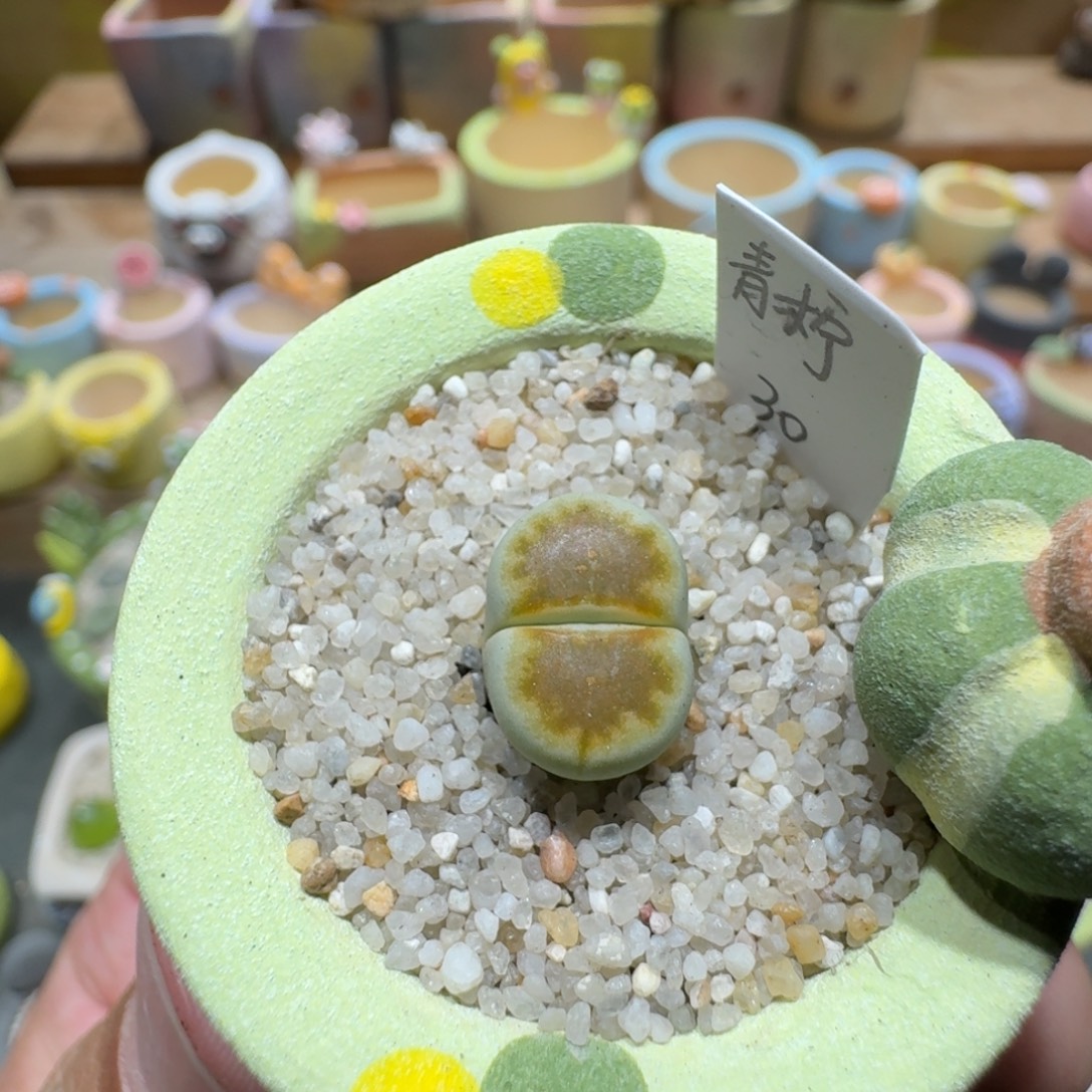 蘑菇1197青柠多肉植物