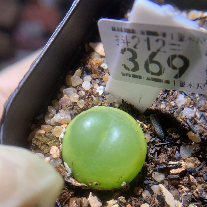 元宵节快乐212.369