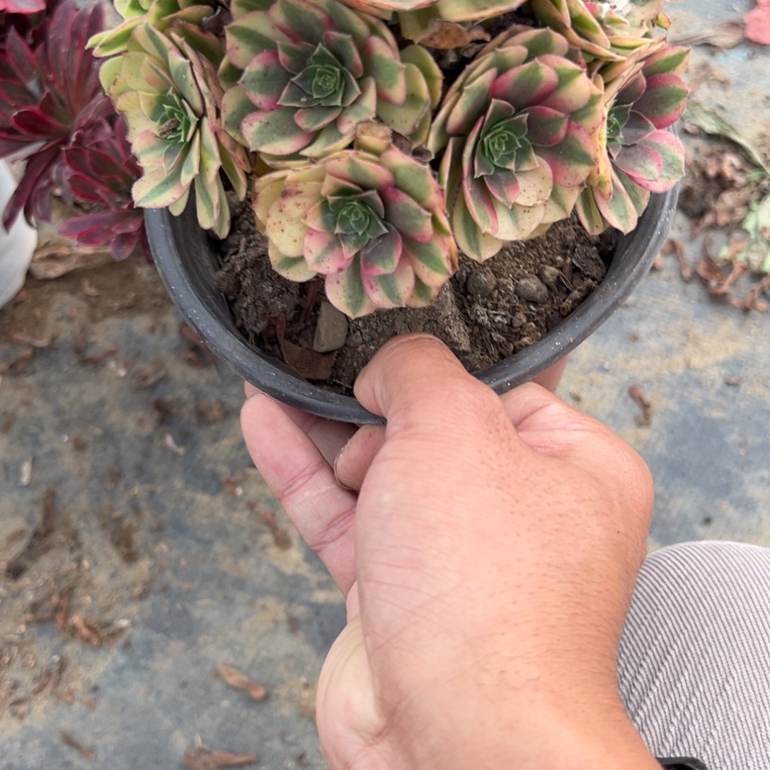 秋***来060三颗组合多肉植物法师