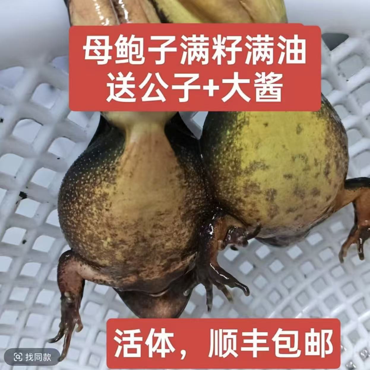 冷水河鲜，母蛤东北母豹子