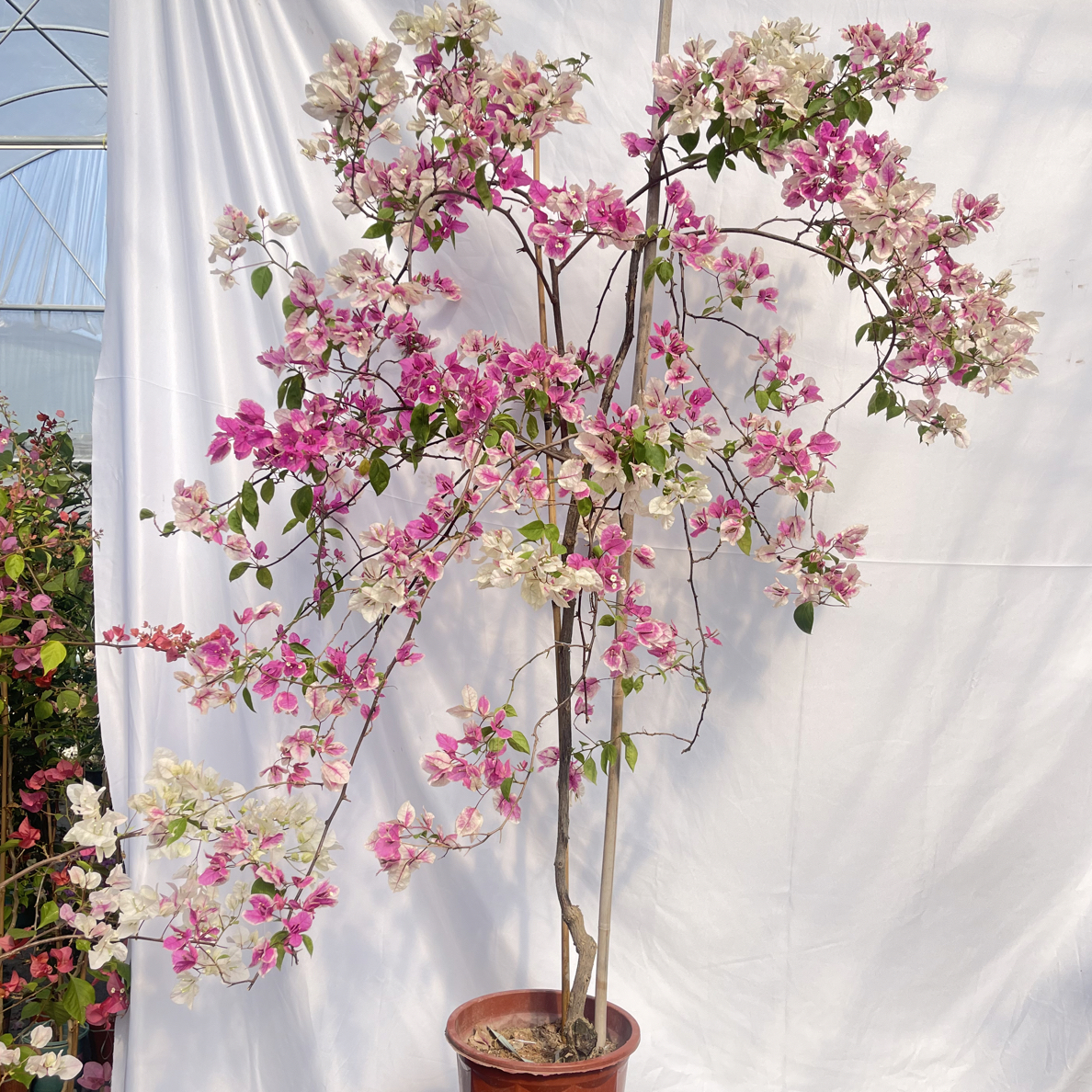 漳红樱三角梅伞型 原生老庄角梅四季开花爬藤飘枝好养护适合阳台