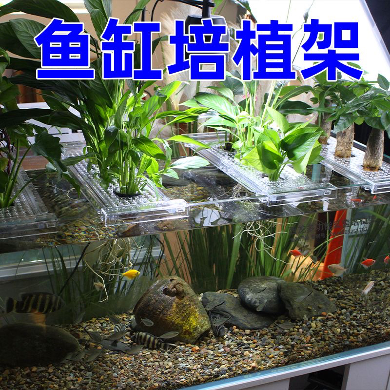 水培定植篮水草杯挂壁式种植杯透明加厚水培水培植物定植篮