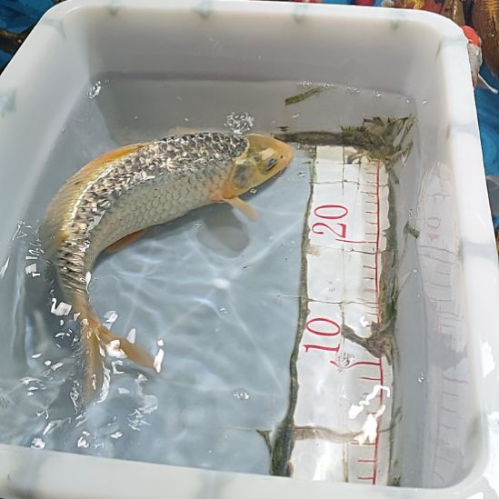 海水鱼锦鲤冷水鱼好养活