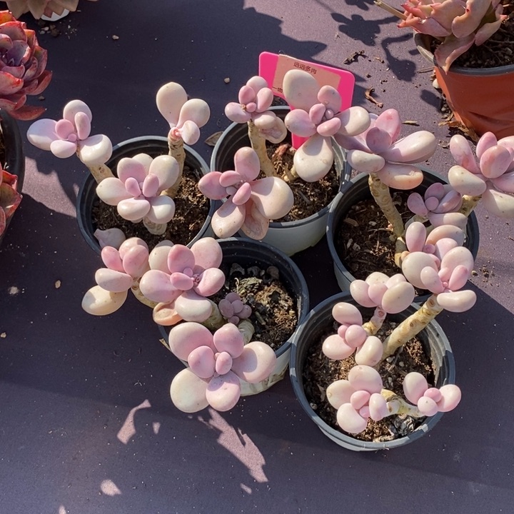 136桃蛋5颗有瑕秃头肉肉肉肉肉