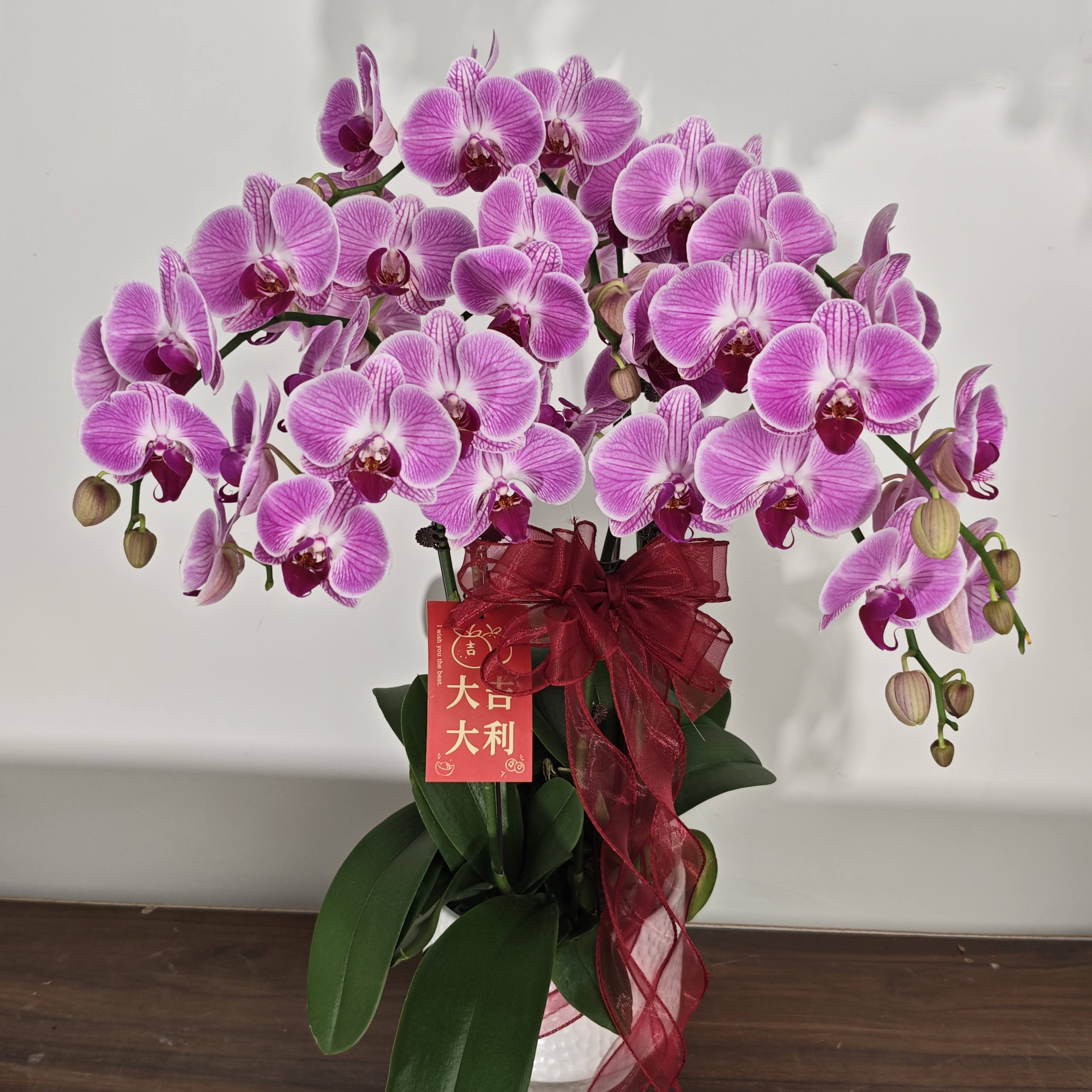 【安妮】蝴蝶兰 粉紫色系 高端室内花卉