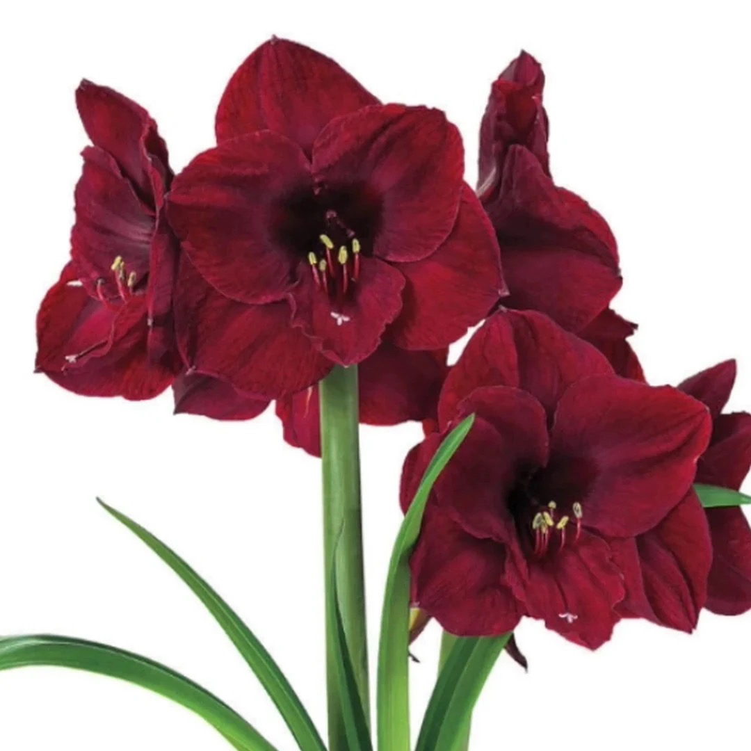 （小花匠花坊）本菲卡～单瓣，基地自然种球