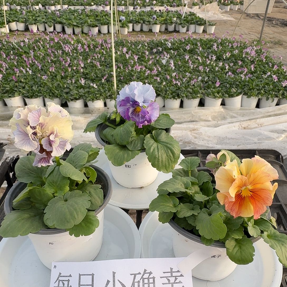 完全开放10每日小确幸