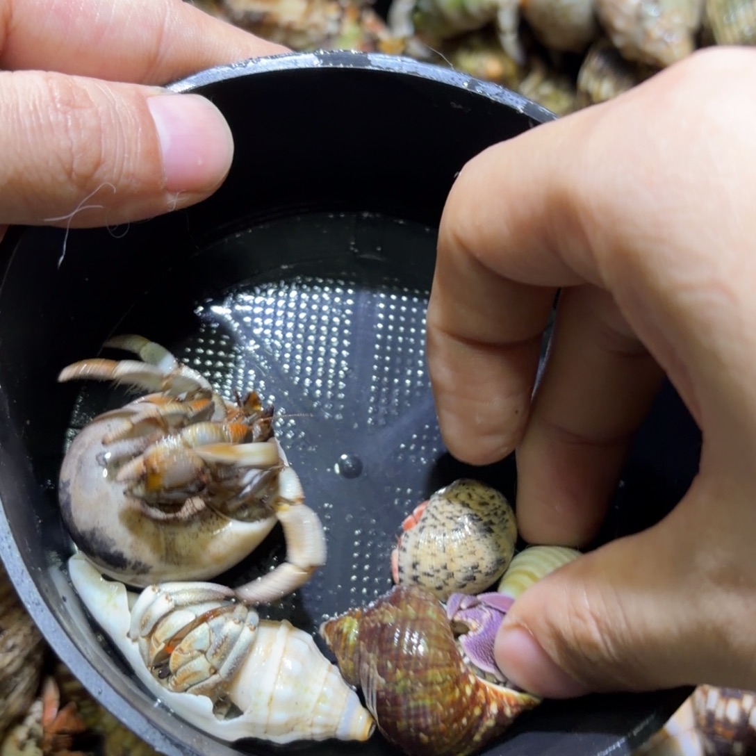 活体寄居蟹 不退不换 18