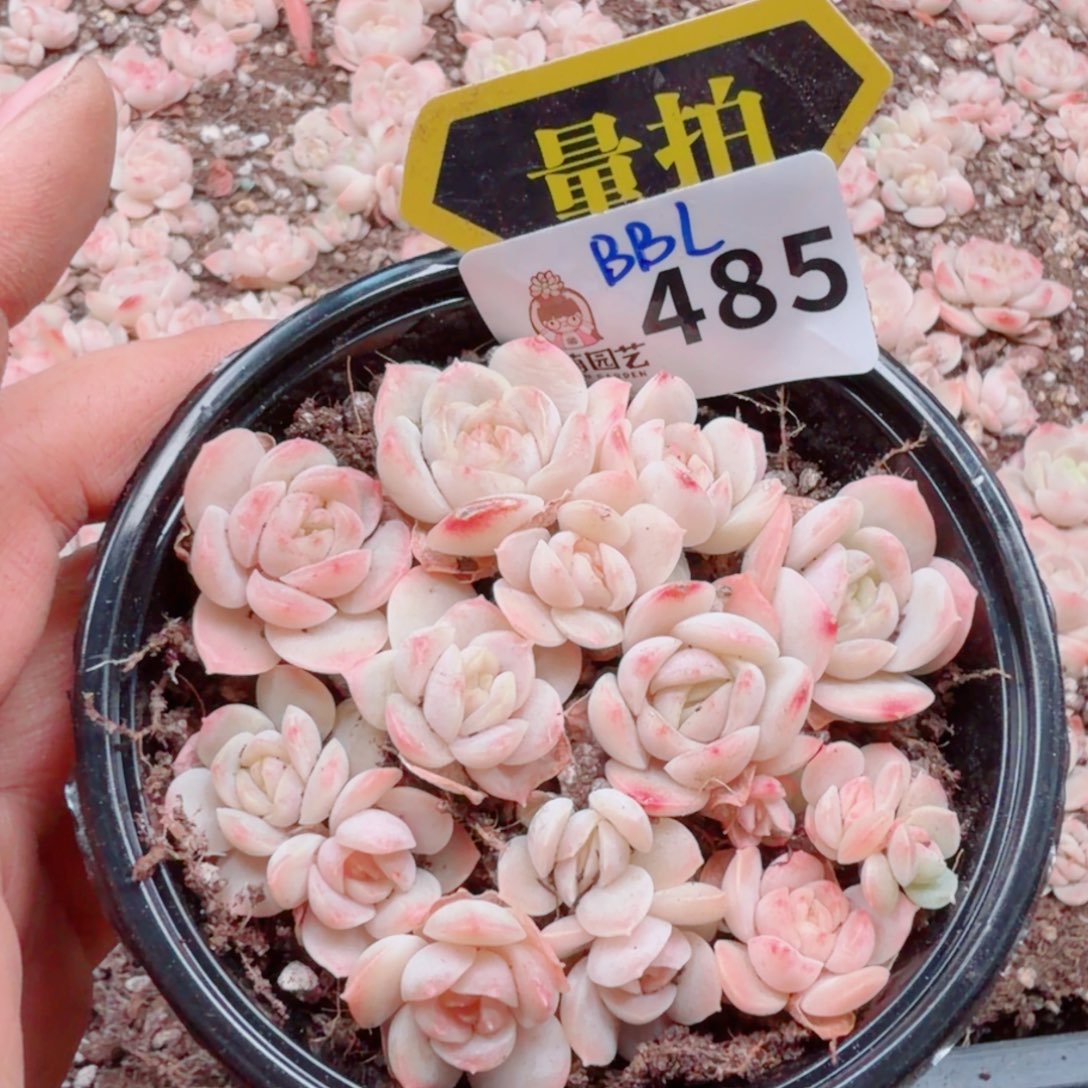 多肉植物多肉植物