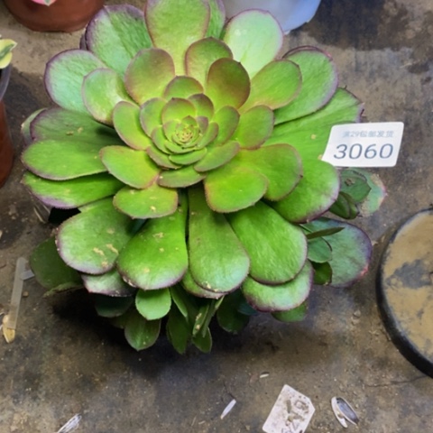 雨荷多肉植物3060