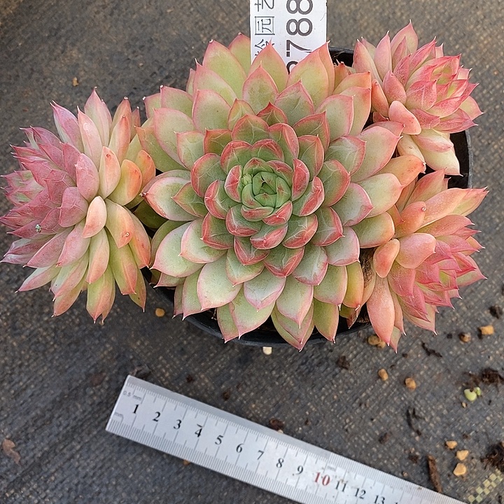 叶***D2788杂交老桩基地～13厘米