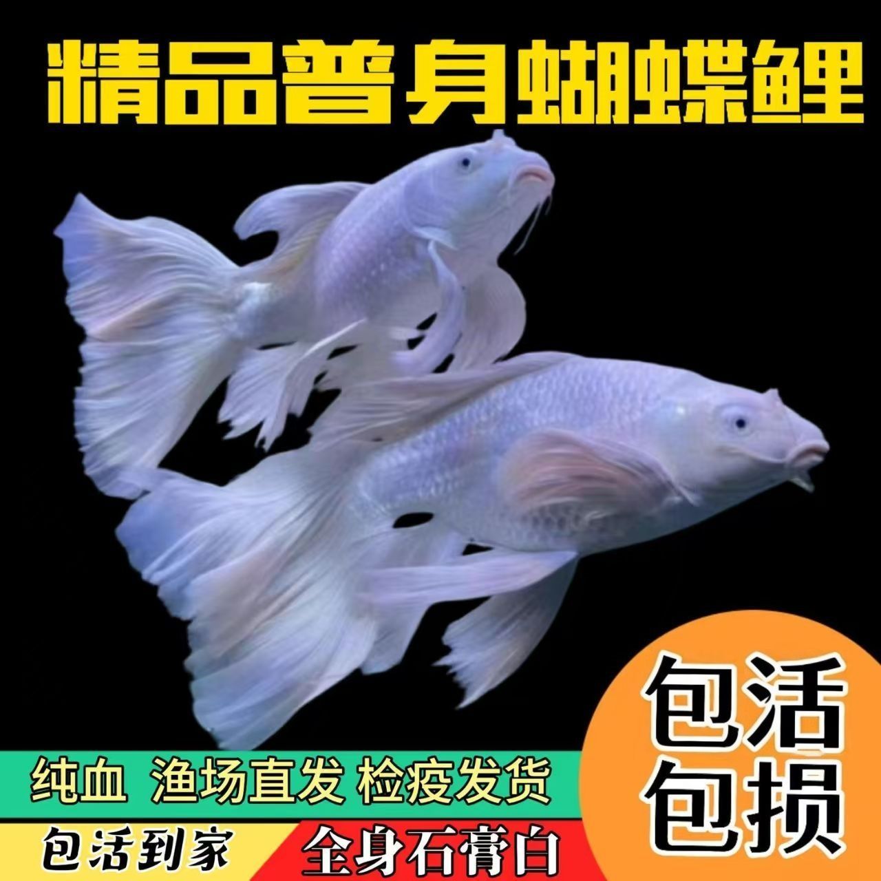 【冷水蝴蝶鲤】冷水观赏鱼苗活体健康好养不加温好养耐活