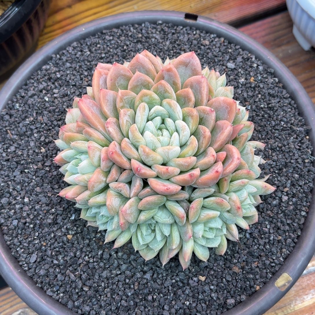 手捧花爱莎，多肉植物